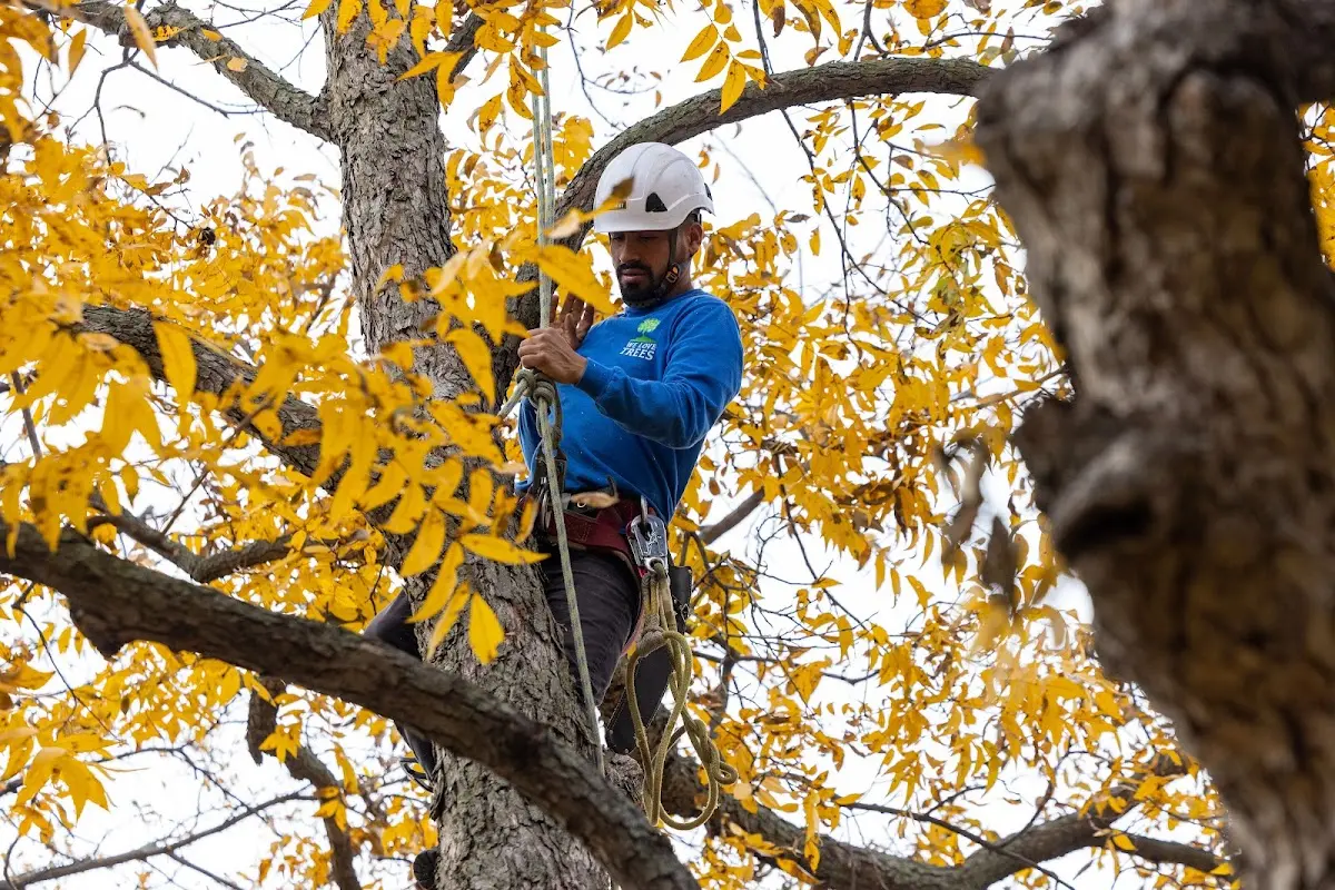 Skilled Tree Transplanting crew working in Royalton